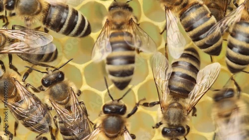 Two Varroa mites on a bee's abdomen.
The Varroa mite is a dangerous parasite for bees.

