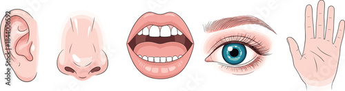 Human five senses illustration, ear nose mouth eye hand icons, sensory organs anatomy set, education healthcare biology concept vector