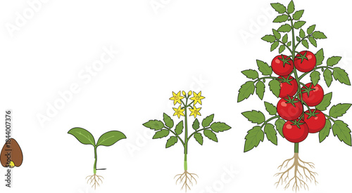 Tomato plant growth stages illustration showing seedling, flowering phase and mature fruiting plant with roots, educational botanical development diagram