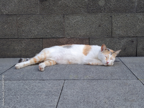 Photos Relaxed stray cat sleeping on a stone pavement beside a textured wall, captured in natural daylight with a calm urban atmosphere