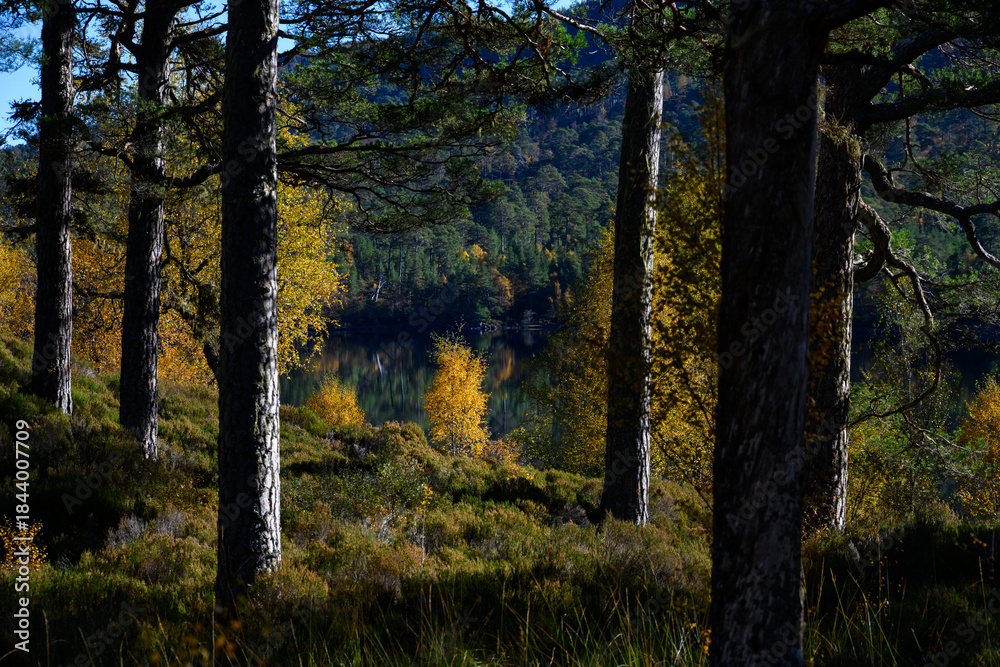 Fototapeta premium Golden leaves of a birch in fall sun in a native Scottish Pine Forest, Glen Affric National Nature Reserve, Scottish Highlands, Scotland, UK 