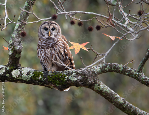 Barred Owl Perched