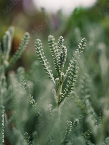 Close up of a plant