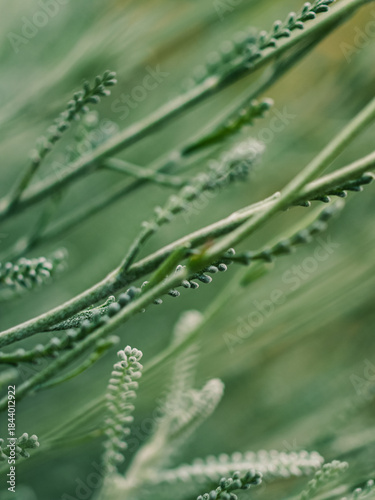 Close up of a green plant