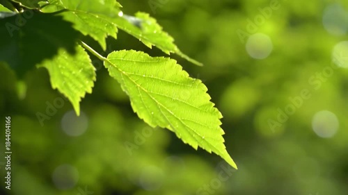 Vibrant Green Leaves Swaying Gently in a Soft Breeze on a Sunny Day.