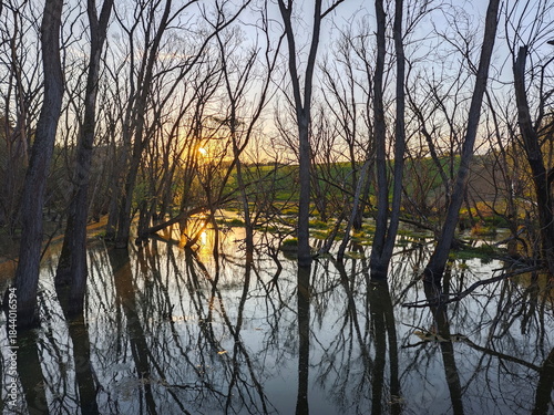 Flooded forest at sunset