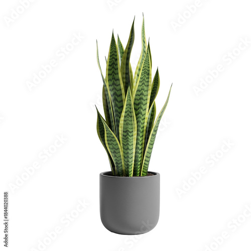Realistic Snake Plant in Green Pot with Transparent Background