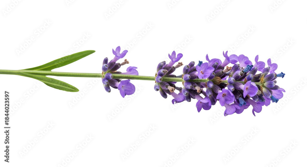 Obraz premium Single lavender stem with purple flowers and green leaves isolated on black image, Isolated On Png Transparent Background