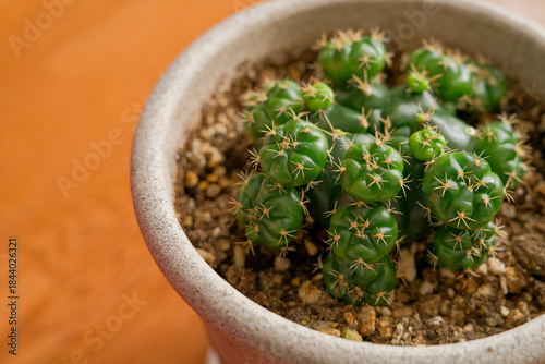 子株が沢山のサボテン