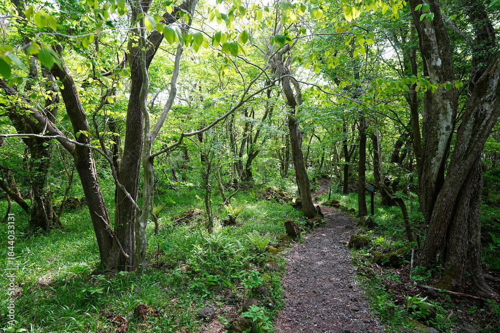 Fototapeta premium shiny forest in the delightful sunlight