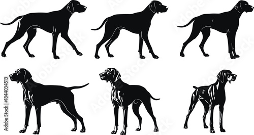 lack Silhouette Set of Pointer Dog Breed in Various Poses and Stances Vector Illustration for Hunting Pet Animal Logo Design and Decals