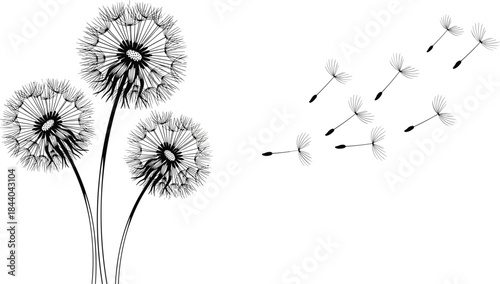 Black and white dandelions with seeds blowing in the wind vector