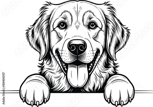 Black and white illustration of a happy Golden Retriever dog peeking over a ledge animal canine