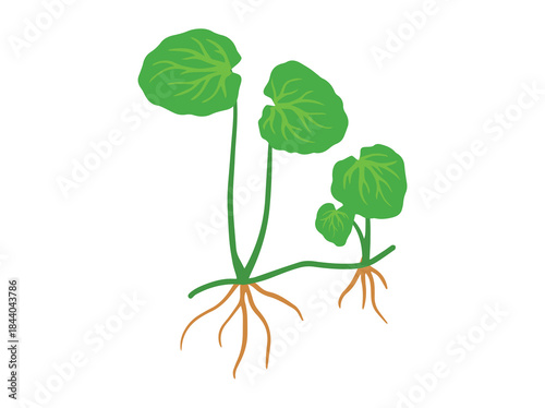 Gotu Kola Plant Vintage Illustration