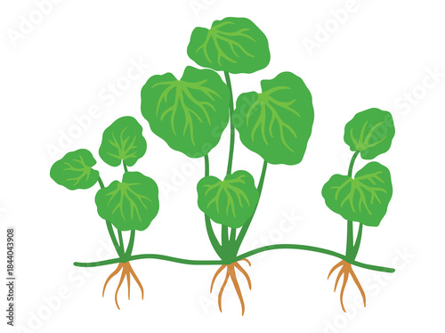 Herbal Plant Gotu Kola Illustration