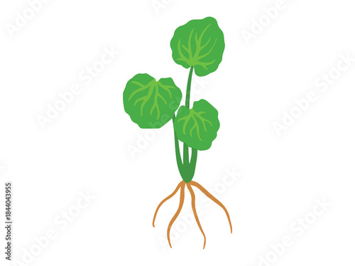 Herbal Plant Gotu Kola Illustration