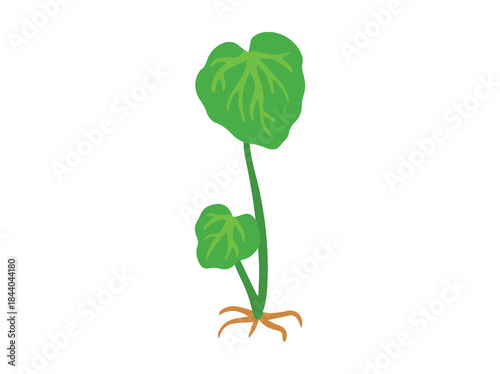 Asiatic Plant Gotu Kola Illustration