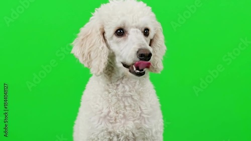 Adorable white poodle dog sitting in front of a green screen background.