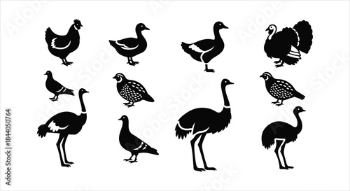Diverse Black Silhouette Icons of Poultry, Game Birds, and Large Avian Species Set