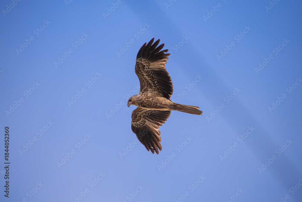 Obraz premium Glide Path