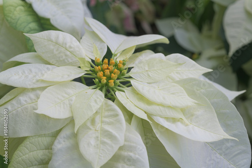 close-up of an isolated white poinsettia 