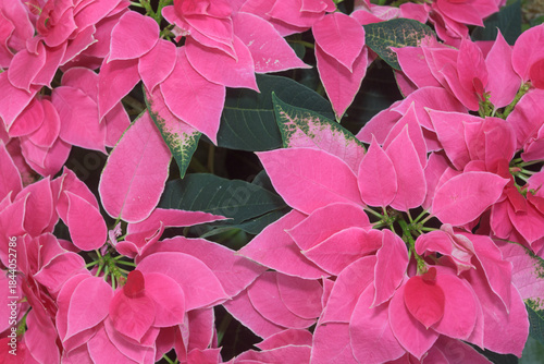 floral background featuring pastel pink poinsettias