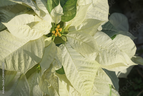 luminous poinsettia with creamy white bracts, close-up