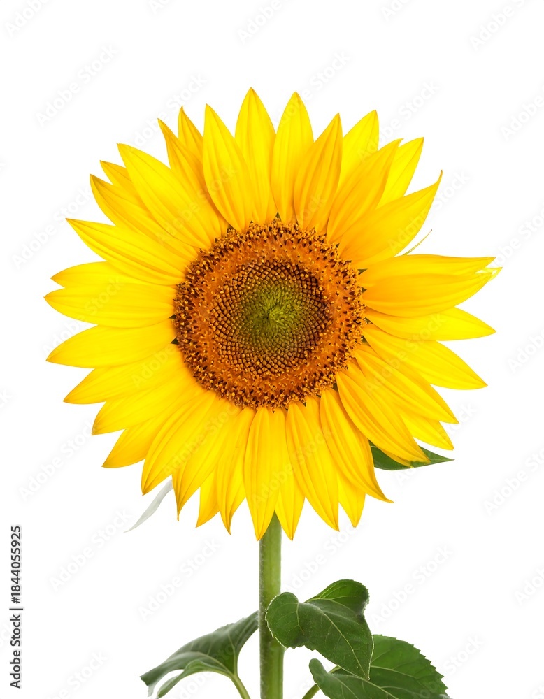 Obraz premium Bright sunflower on white