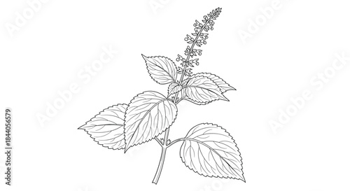 Detailed black and white line art botanical drawing of a leafy herb, possibly Perilla or Basil, showcasing its serrated leaves and an upright flowering spike.