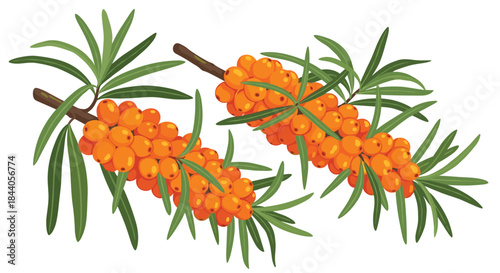 Two vibrant sea buckthorn branches with abundant orange berries and green leaves on a white background, depicted in a bright, clean illustration.