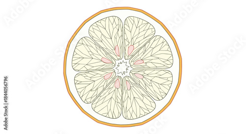 A vibrant and stylized illustration of a circular citrus fruit slice, revealing its internal segmentation and pink seeds.