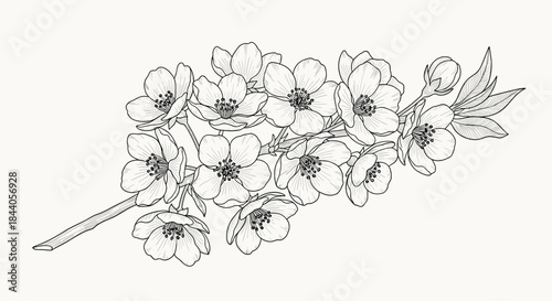 A beautifully detailed botanical line art illustration of a branch with numerous delicate blossoms and young leaves, showcasing spring's beauty.