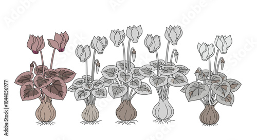Line art illustration of a row of cyclamen plants, featuring various colorful and grayscale versions with detailed flowers, leaves, and bulbs.