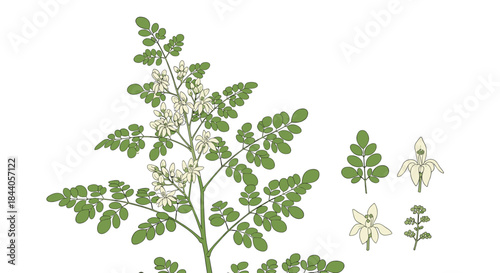 Moringa oleifera plant with its distinctive leaves and white flowers, presented as a botanical illustration on a white background.
