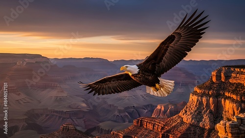 High resolution wildlife scene american raptor eagle soaring with wide wingspan natural lighting and dramatic mood representing strength freedom and leadership for advertising and digital media
