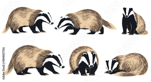 A collection of illustrated badgers displaying various poses and expressions on a white background.