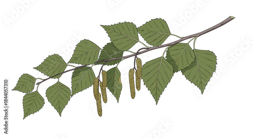 Detailed botanical illustration of a birch tree branch with fresh green leaves and hanging catkins, isolated on white.