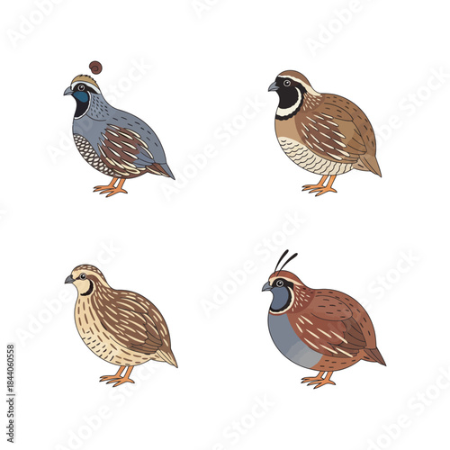 Captivating Quail: A Study of Graceful Birds in Their Natural Habitat
