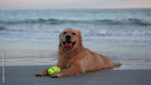 Happy Golden Retriever chilling on the beach