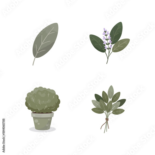 Fresh Sage Plant: Aromatic Herb for Culinary and Medicinal Uses