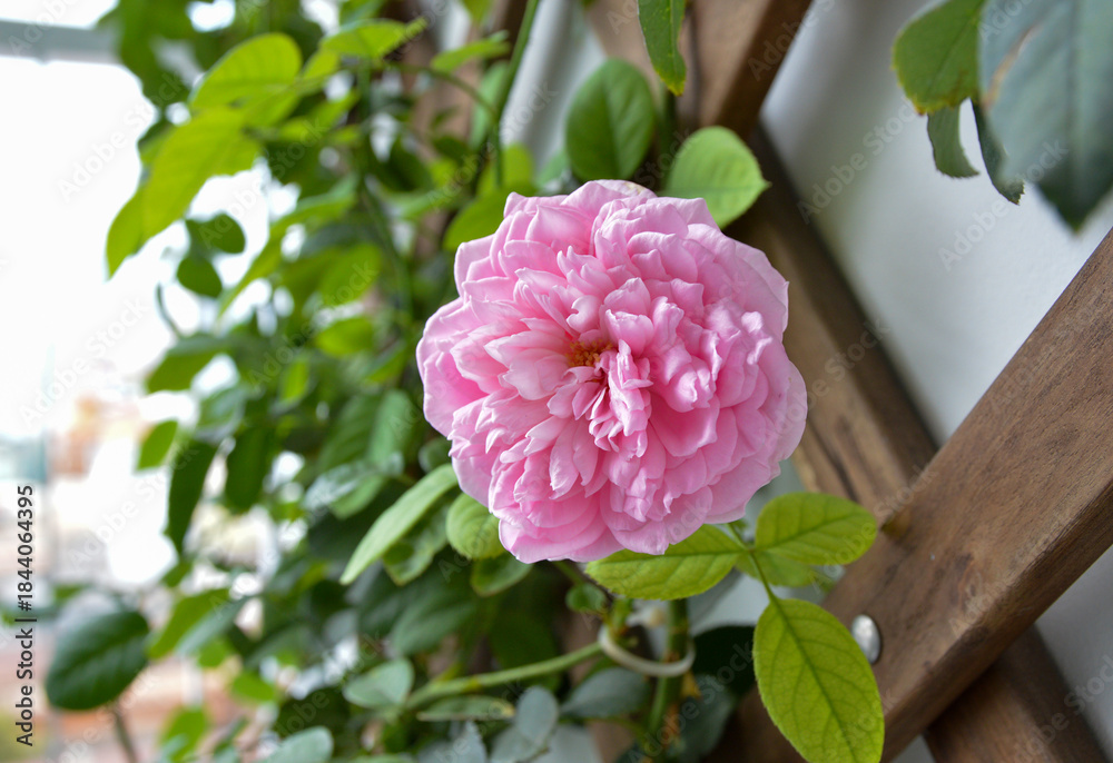Fototapeta premium A stunning close-up of a Spirit of Freedom rose in full bloom, showcasing its delicate pink petals and lush green foliage