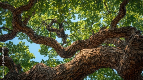 Majestic oak tree branches, summer sky, park background, nature scene