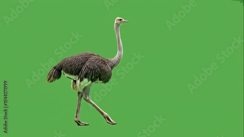 Ostrich 3D Model Walking on  Green Screen - Realistic  Flightless Bird Chroma Key