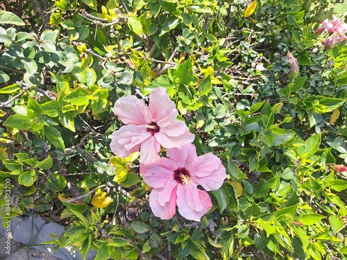 pink and white flowers