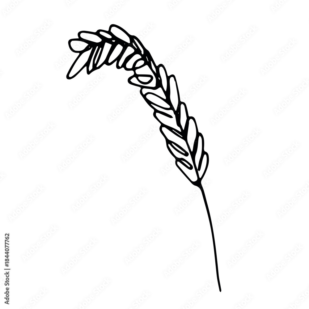 Obraz premium Hand drawn cereal wheat oat rye barley rice ears spikelet clipart Organic wheat bread agriculture farming harvest healthy food Single element for print packaging label design decor