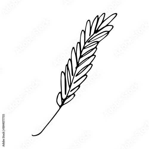 Hand drawn cereal wheat oat rye barley rice ears spikelet clipart Organic wheat bread agriculture farming harvest healthy food Single element for print packaging label design decor