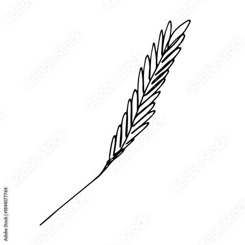 Hand drawn cereal wheat oat rye barley rice ears spikelet clipart Organic wheat bread agriculture farming harvest healthy food Single element for print packaging label design decor
