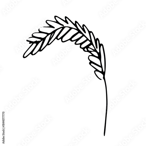 Hand drawn cereal wheat oat rye barley rice ears spikelet clipart Organic wheat bread agriculture farming harvest healthy food Single element for print packaging label design decor