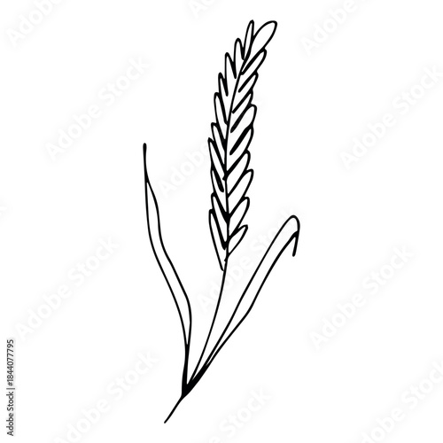 Hand drawn cereal wheat oat rye barley rice ears spikelet clipart Organic wheat bread agriculture farming harvest healthy food Single element for print packaging label design decor