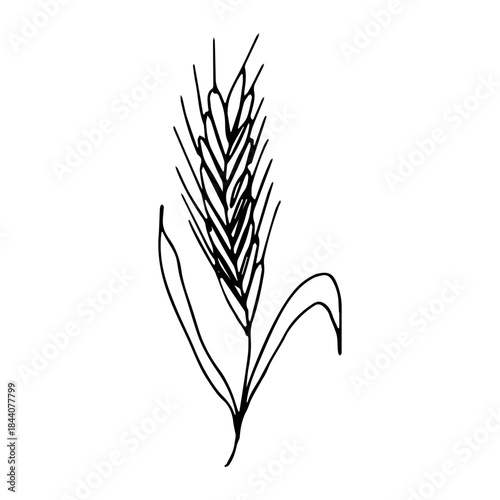 Hand drawn cereal wheat oat rye barley rice ears spikelet clipart Organic wheat bread agriculture farming harvest healthy food Single element for print packaging label design decor